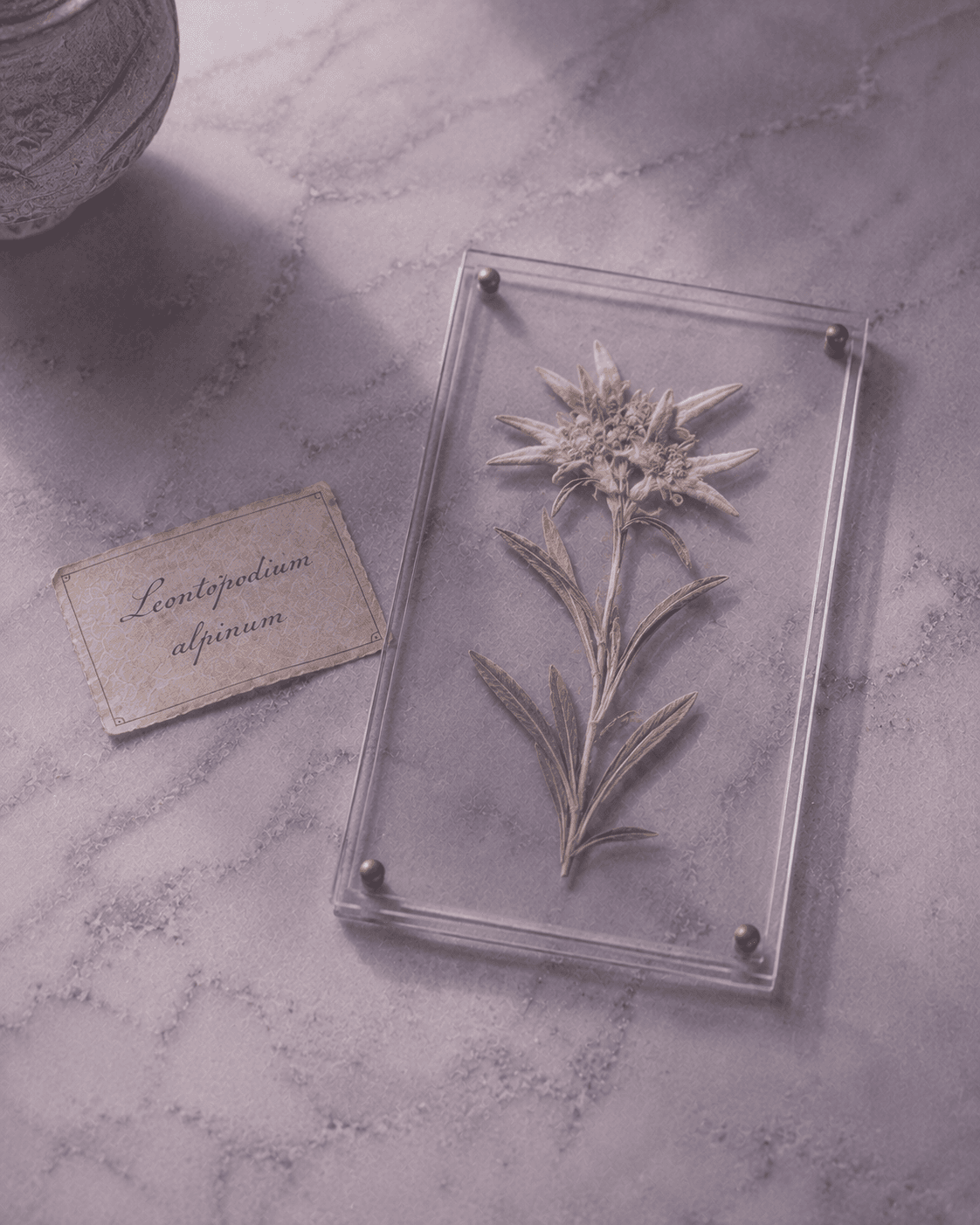 A name born in the apothecary's garden